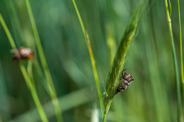Organic Insecticides
