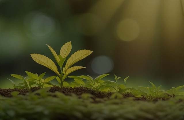 Plant Growth Promoter